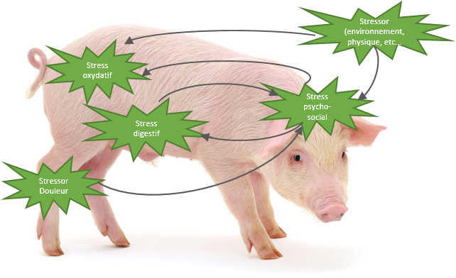 oxidative stress