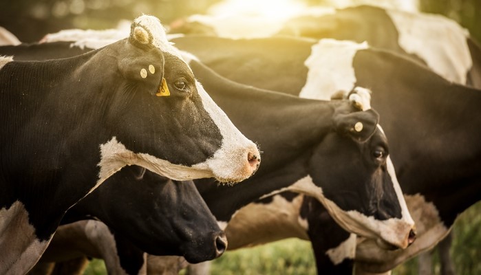 Reducing the risk of acidosis during heat stress in dairy cows - Animal ...