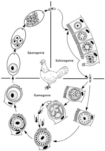 coccidiosis