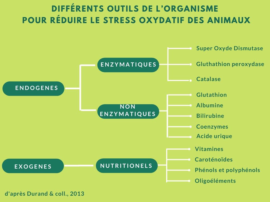 stress oxydatif