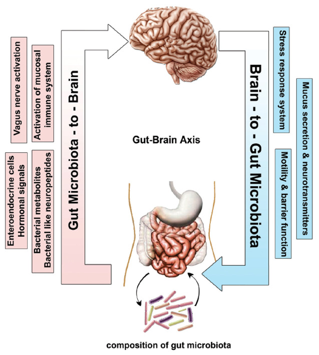 gut brain axis