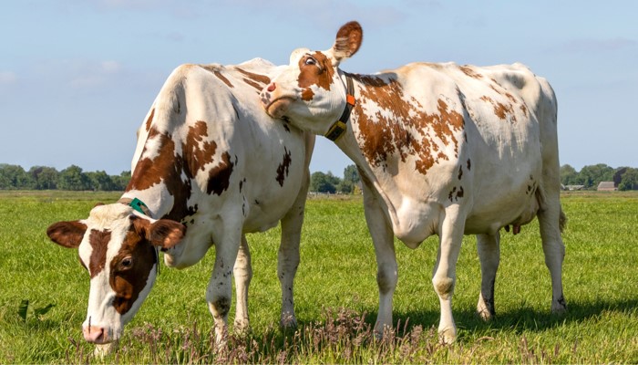 dairy cows