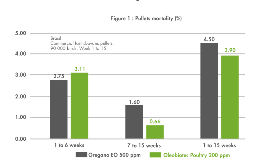 pullets mortality